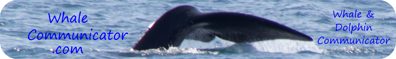 Northern Right Whale